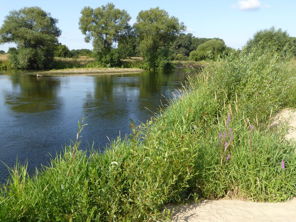 Lippe bei Haus Vogelsang im August 2019. Foto: EGLV